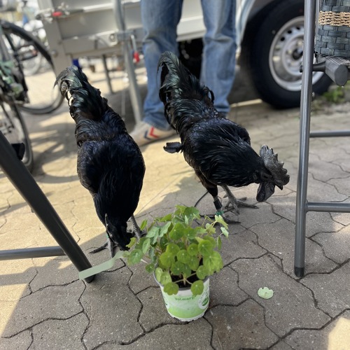 Fr&uuml;hlingsmarkt im Kiebitzmarkt...