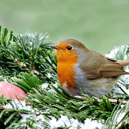 Amsel, Drossel, Fink und Star&hellip;